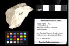 Foto (Objekt + Etiketten) von ? Goniodromites sp. 